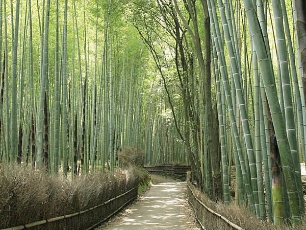 京都嵐山 晨間漫步行