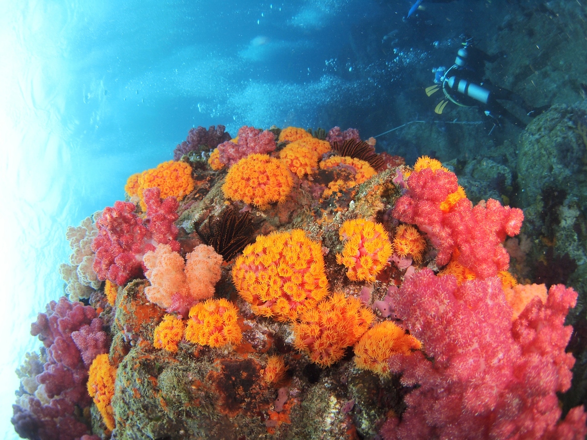 スキューバダイビング体験 - 宮崎 - WAmazing Play (ワメイジング