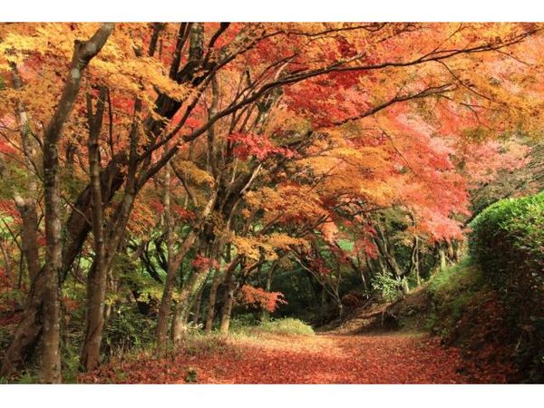 【邊欣賞慧洲園,邊享受幸福時光】入園票&和菓子套裝
